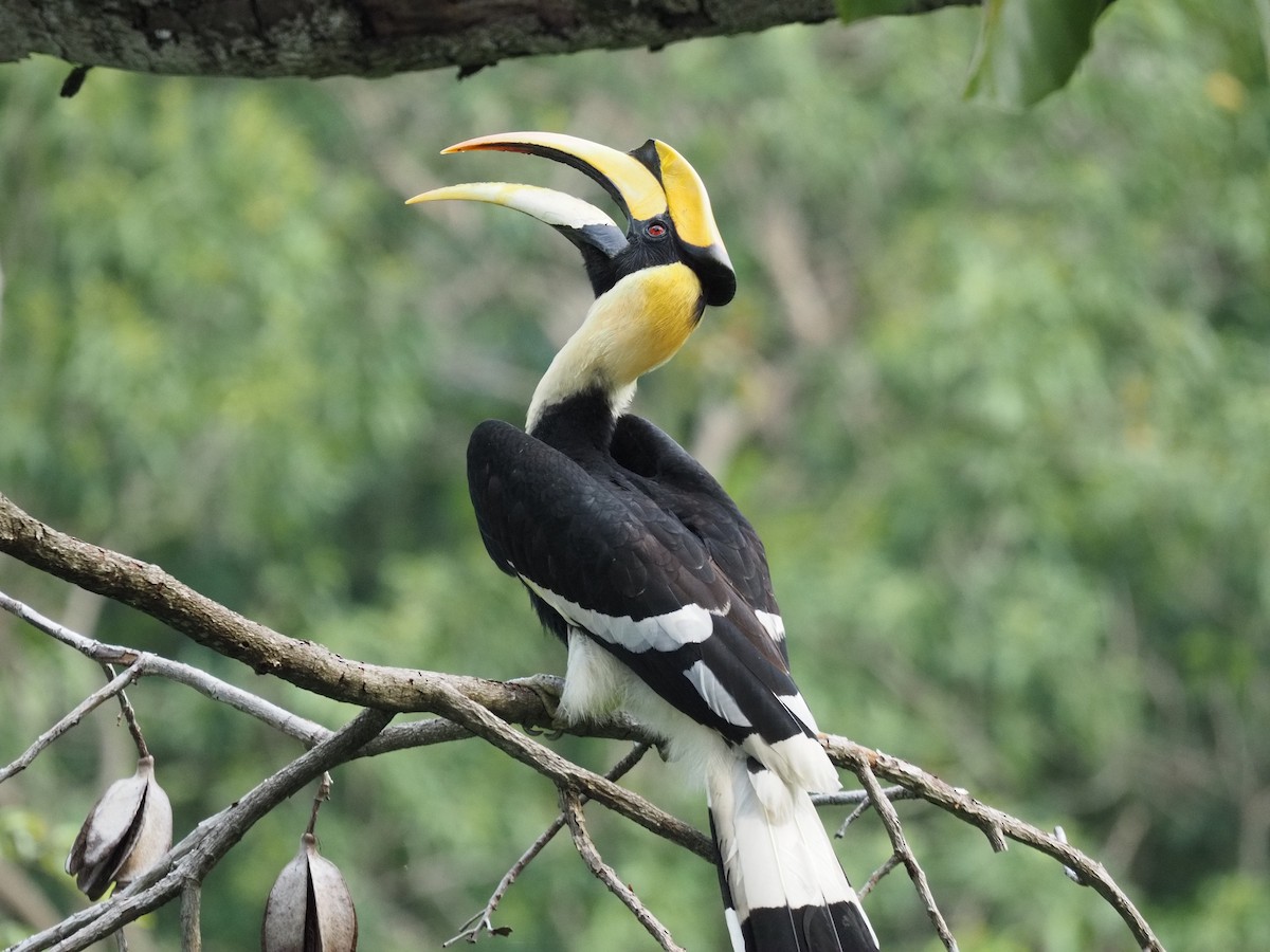 Great Hornbill - Bahtiyar Kurt