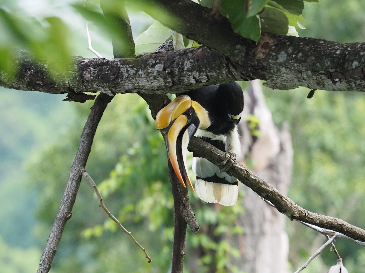 Great Hornbill - ML617420813