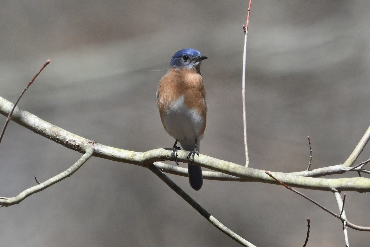 Eastern Bluebird - ML617420847