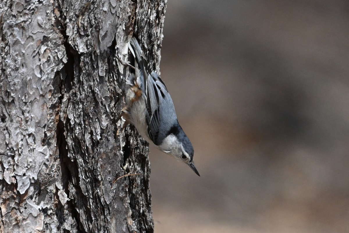 White-breasted Nuthatch - David Napravnik