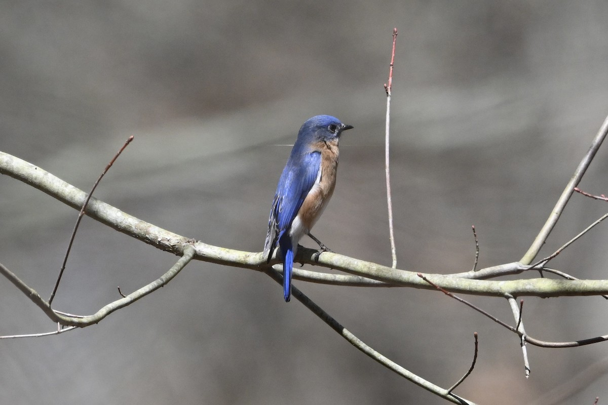 Eastern Bluebird - ML617420872