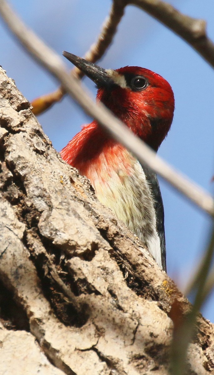 Red-breasted Sapsucker - ML617420874
