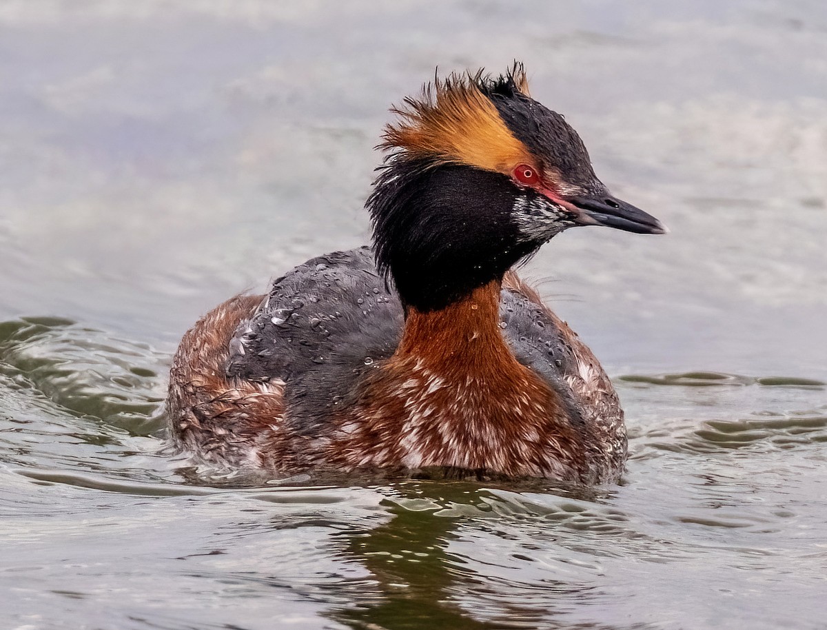 Horned Grebe - ML617420893