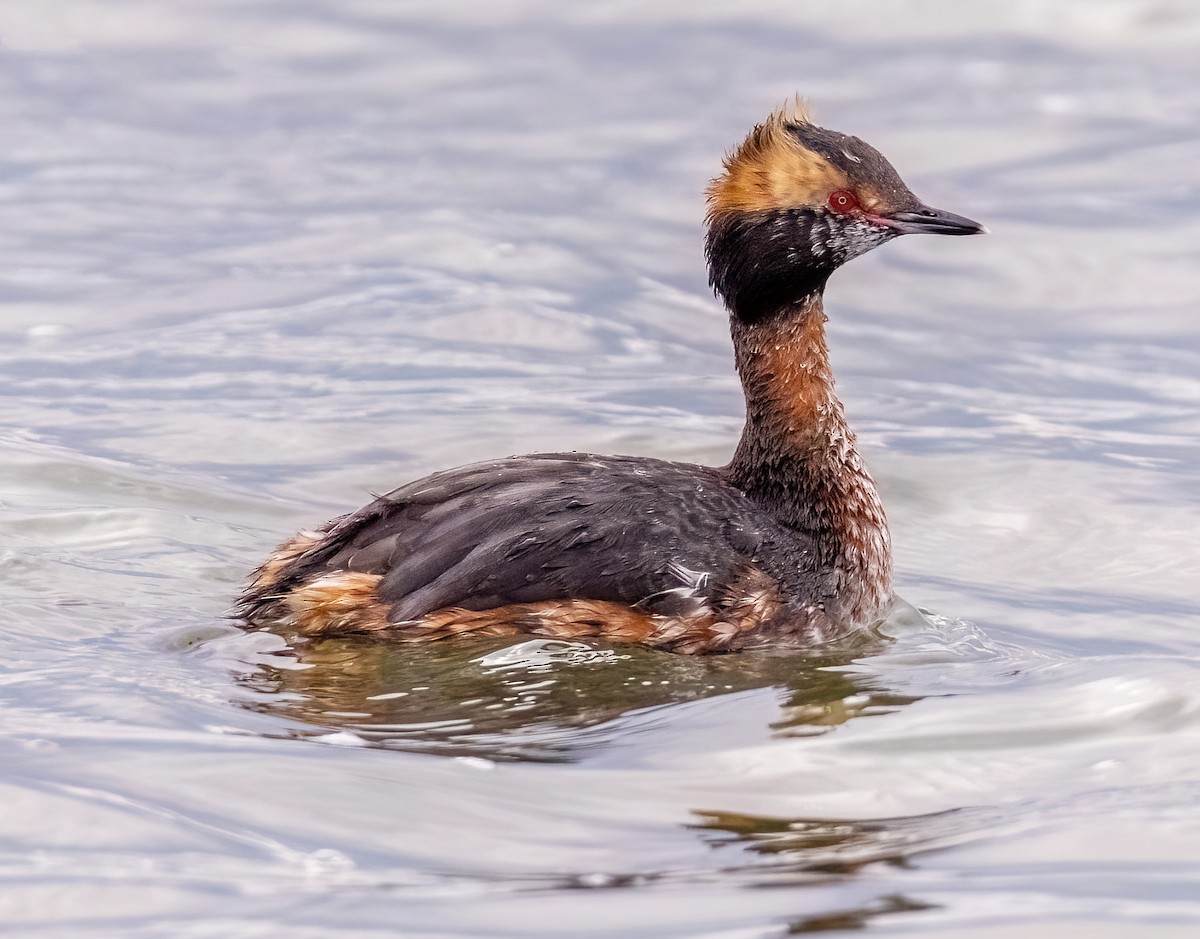 Horned Grebe - ML617420894