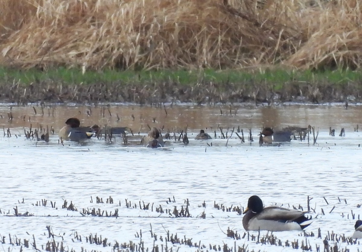 Green-winged Teal - ML617420915