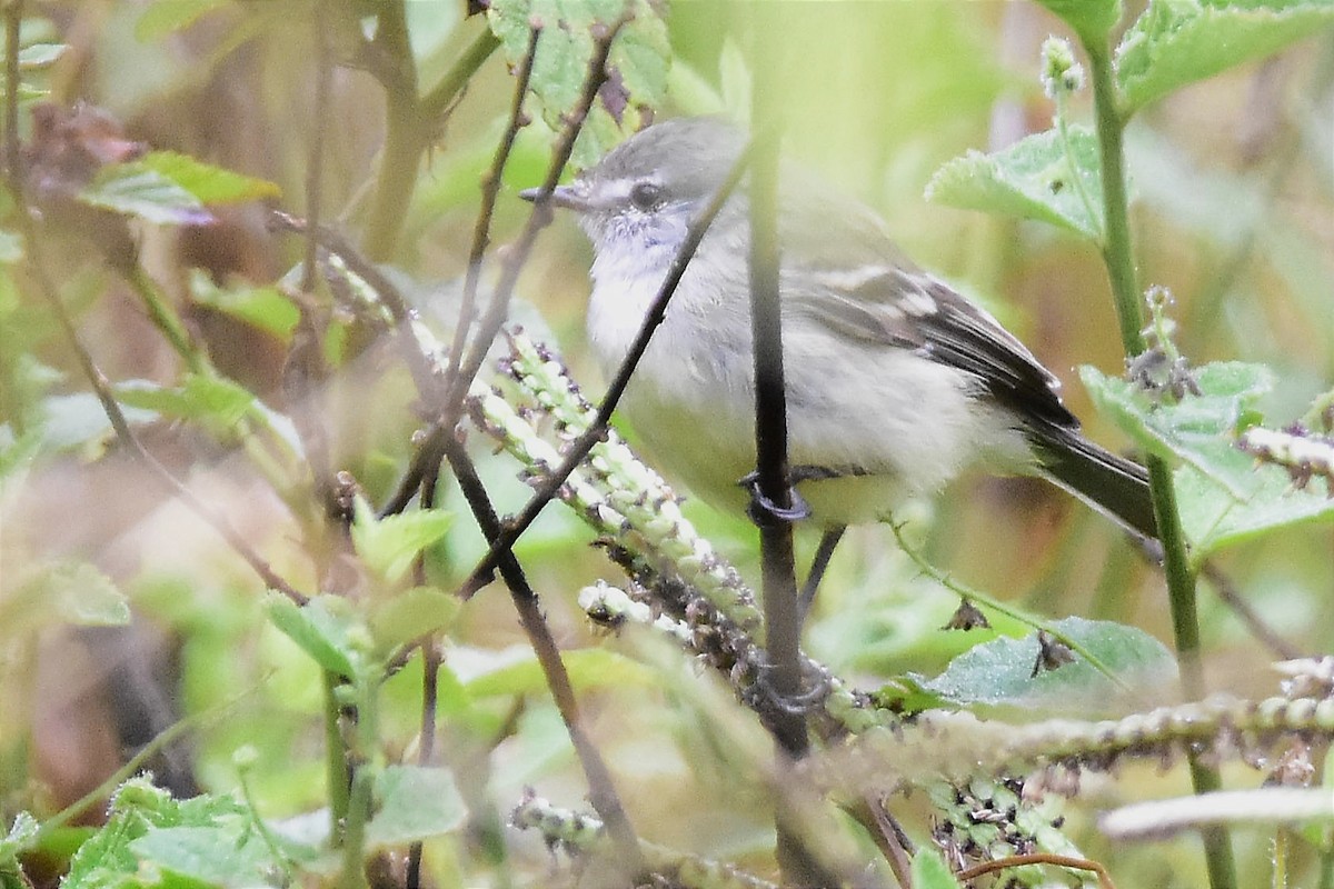 White-crested Tyrannulet (White-bellied) - ML617420928