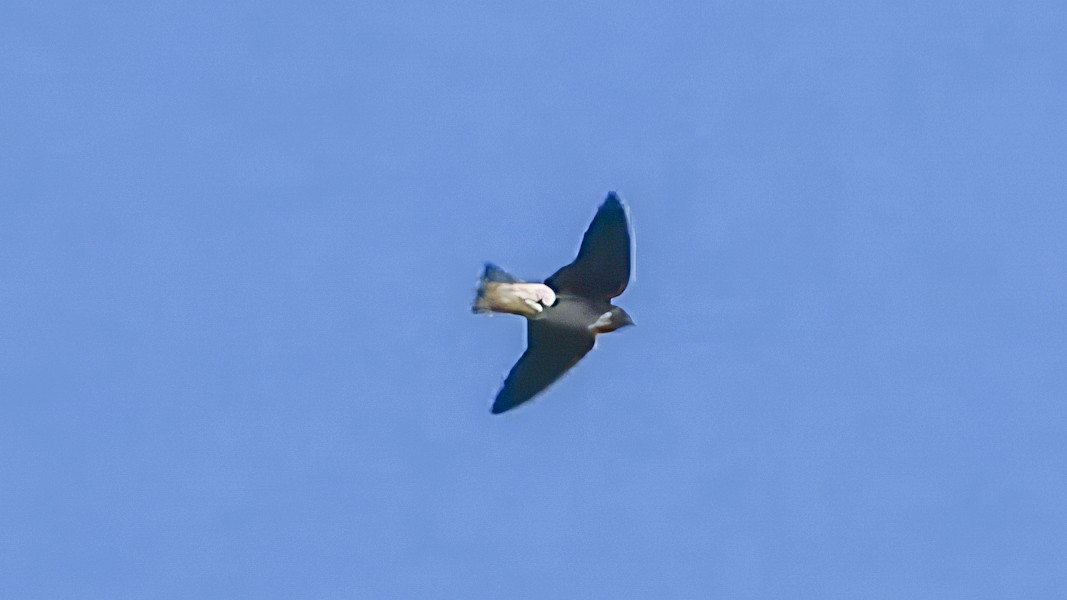 Gray-breasted Martin - Thomas Schultz