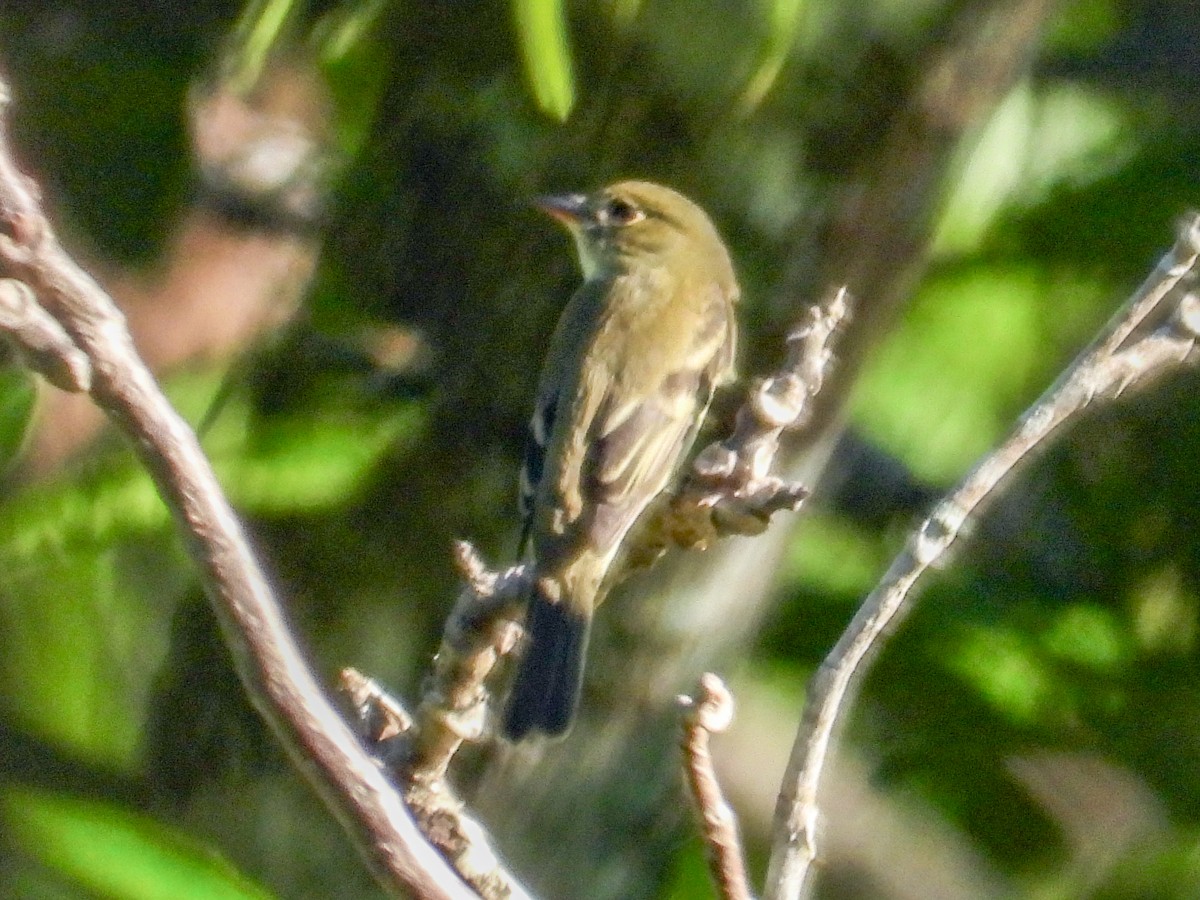 Acadian Flycatcher - Thomas Schultz