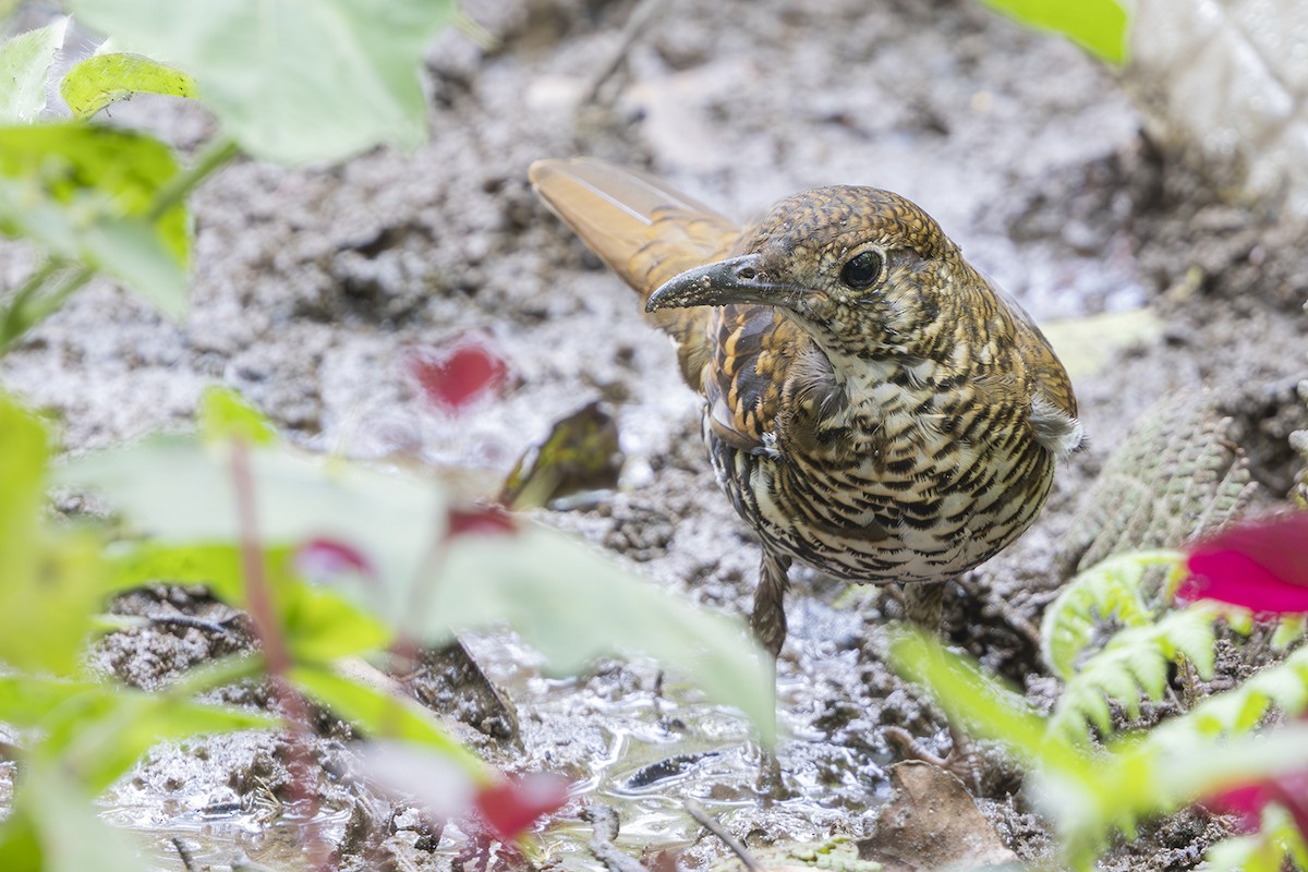 Nilgiri Thrush - ML617421010