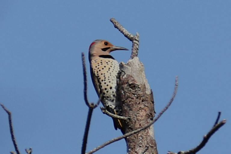 Northern Flicker - ML617421032