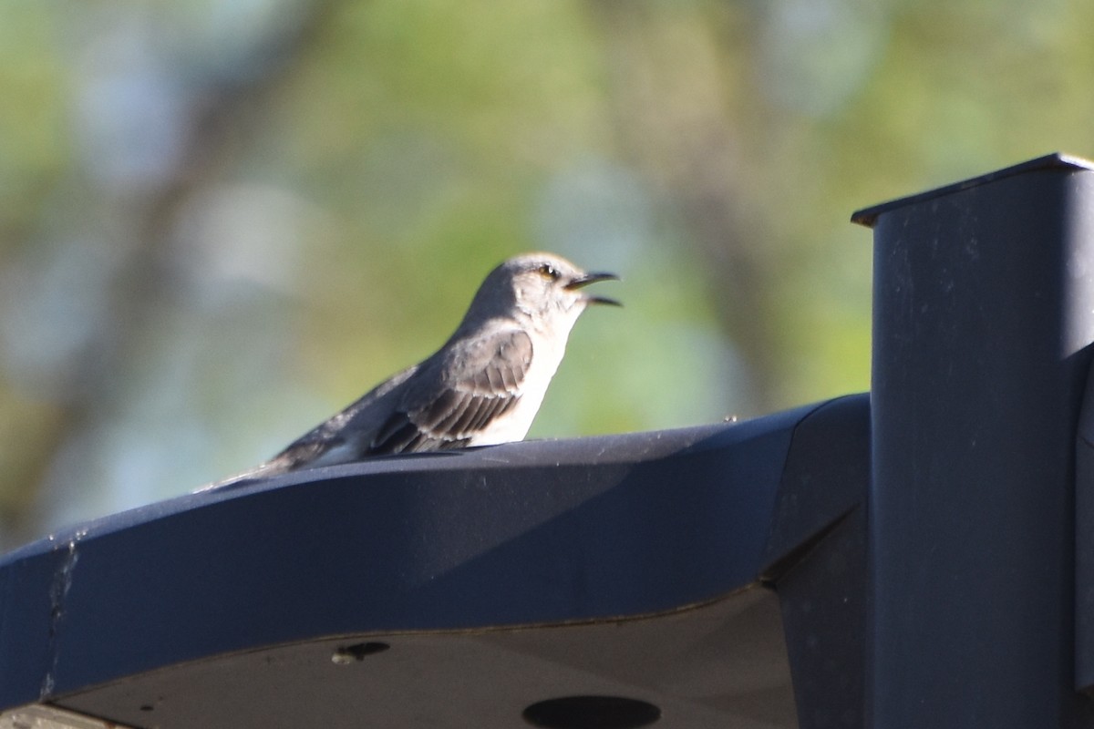 Northern Mockingbird - ML617421041