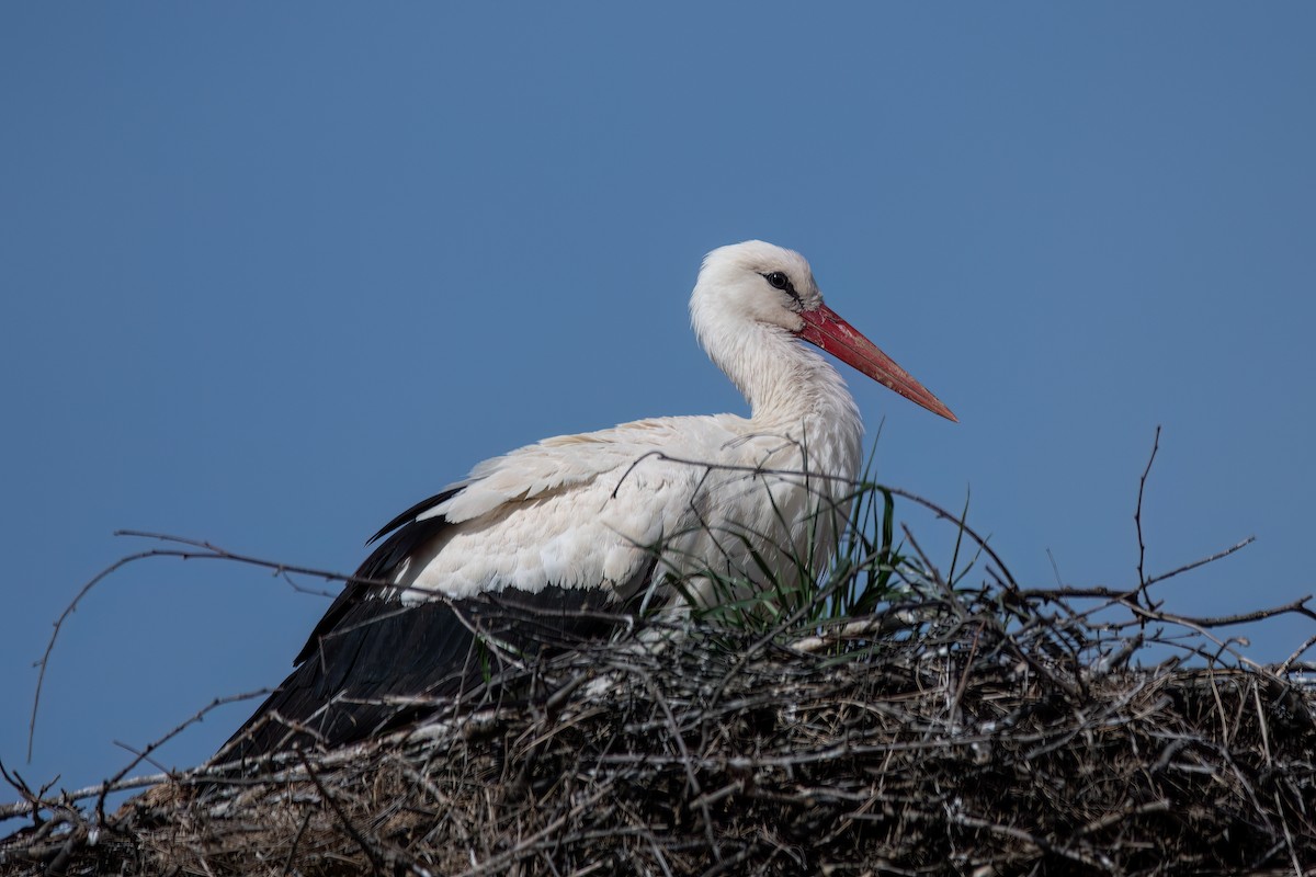 White Stork - ML617421043