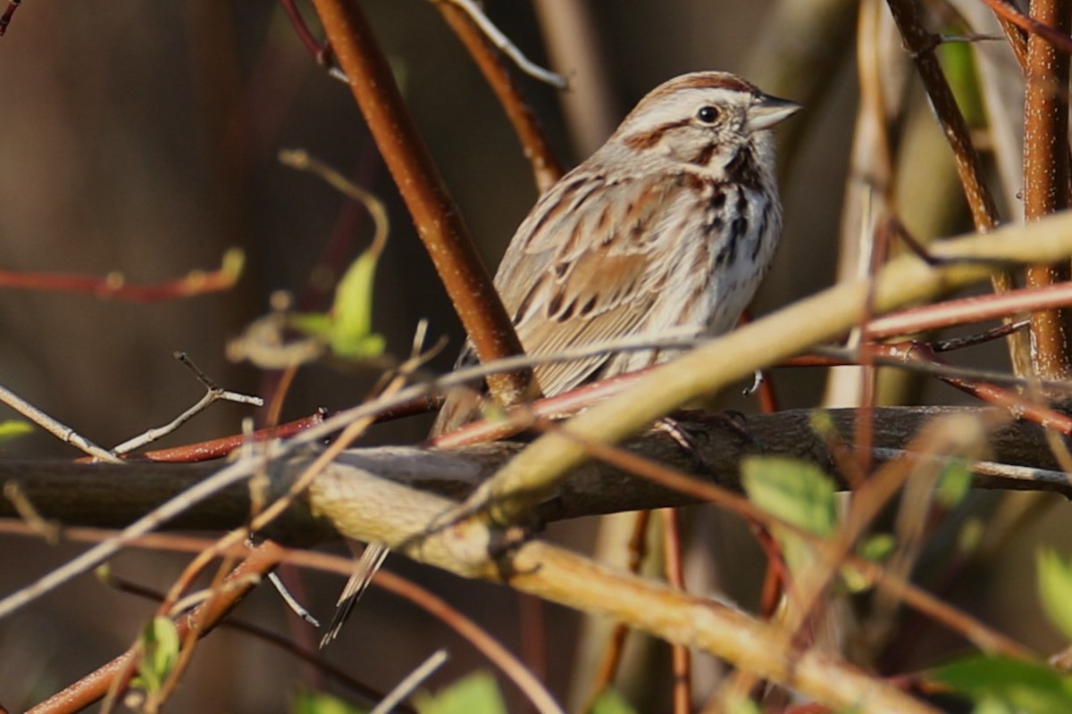 Song Sparrow - ML617421048