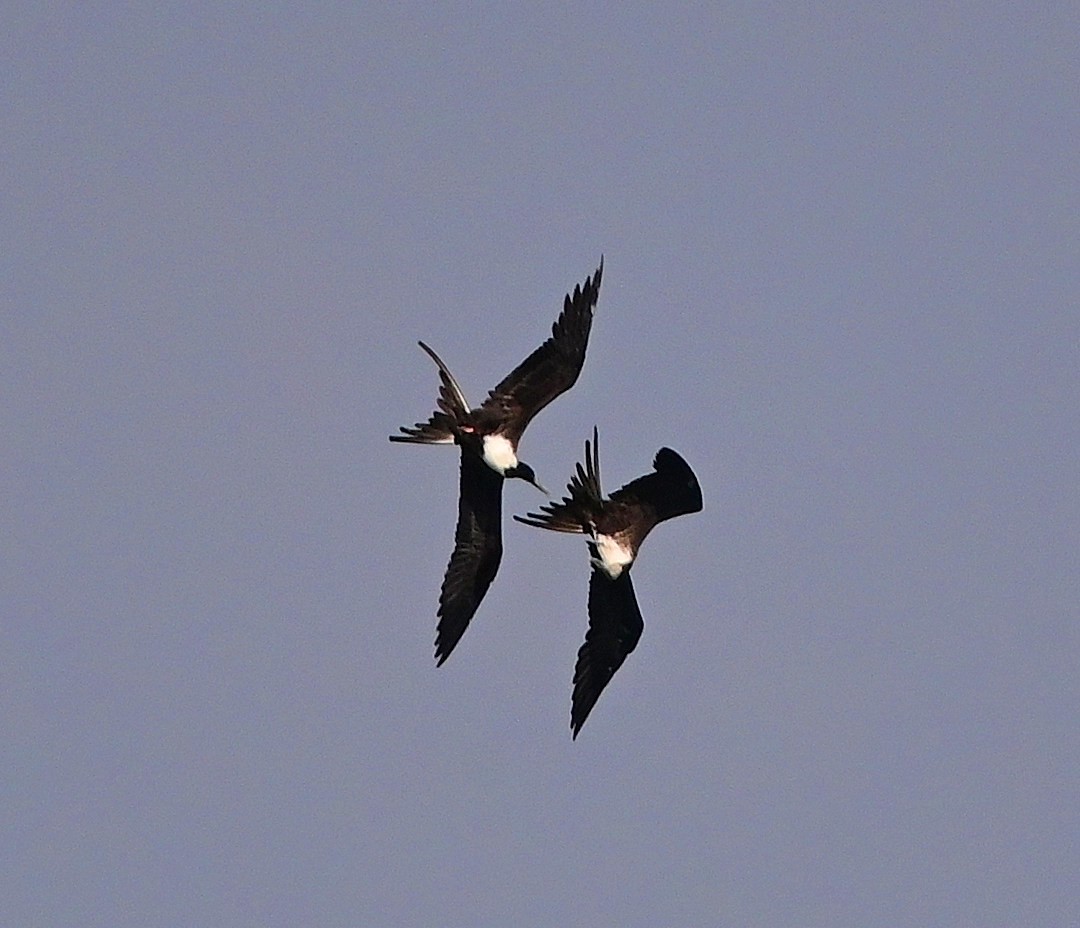 Magnificent Frigatebird - ML617421049