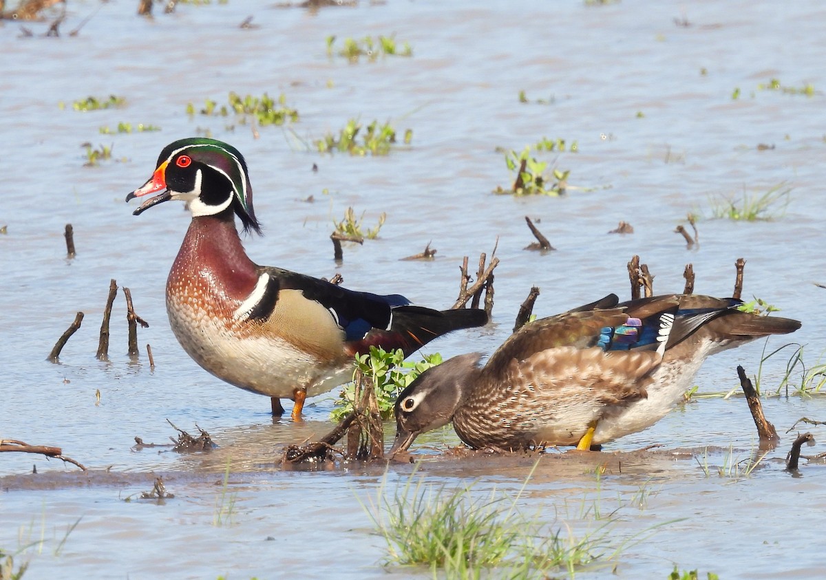 Wood Duck - ML617421063