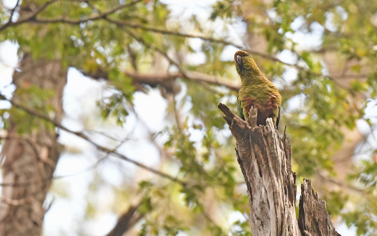 Austral Parakeet - ML617421136