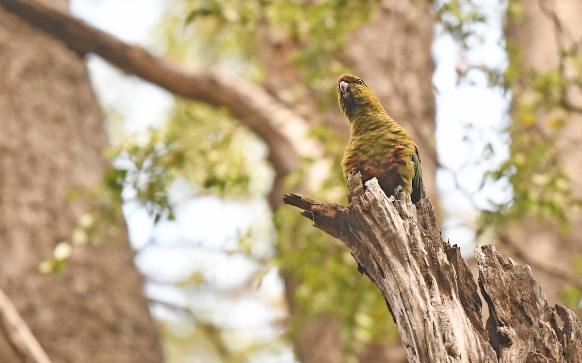 Austral Parakeet - ML617421137