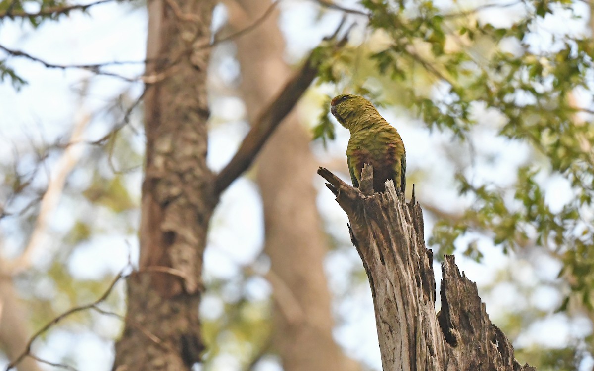 Austral Parakeet - ML617421138