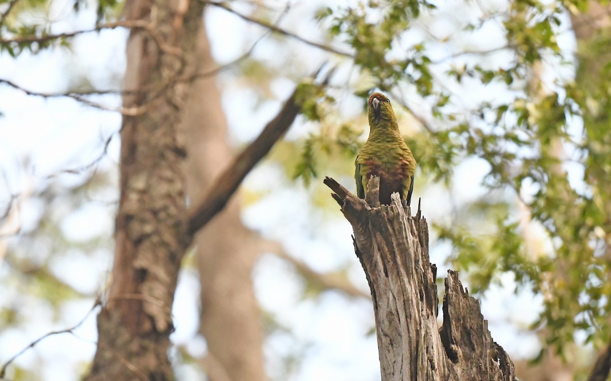 Austral Parakeet - ML617421139