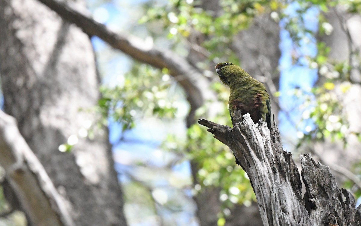 Austral Parakeet - ML617421140