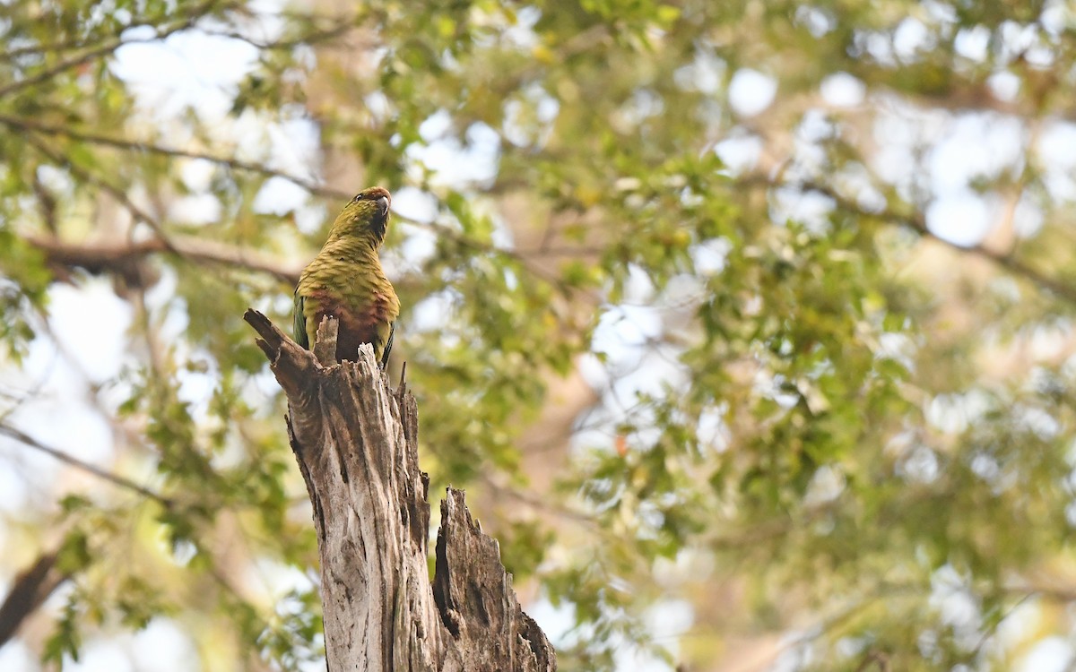 Austral Parakeet - ML617421141