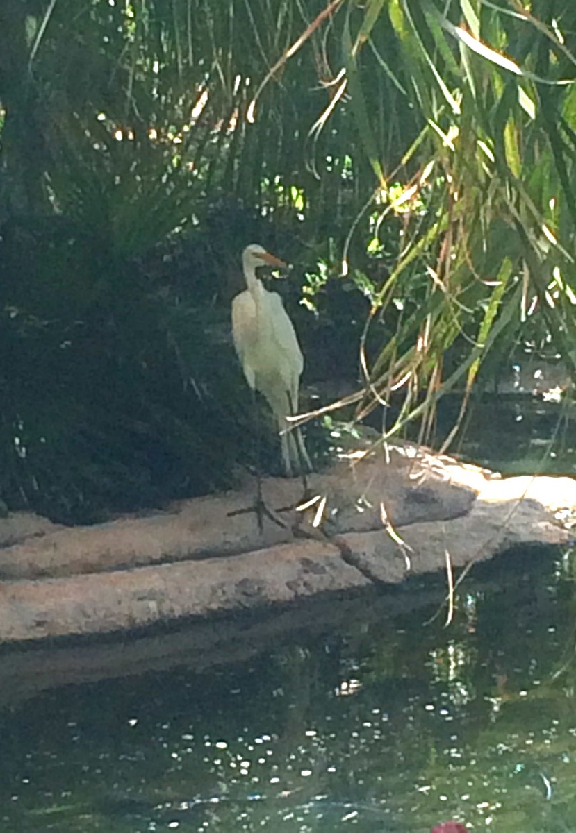 Great Egret - ML617421196