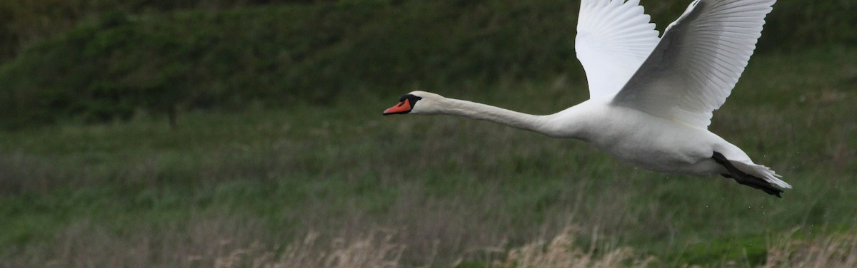 Mute Swan - ML617421250