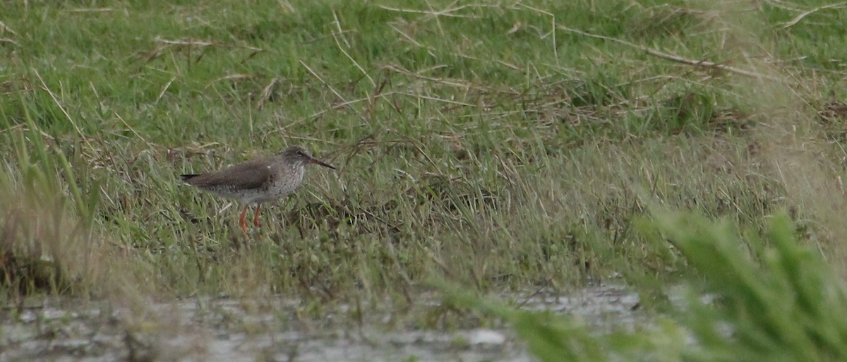 Common Redshank - ML617421257