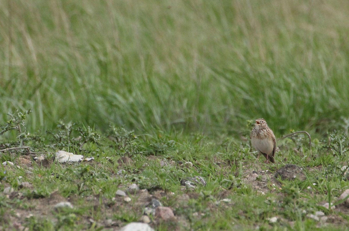 Eurasian Skylark - ML617421271