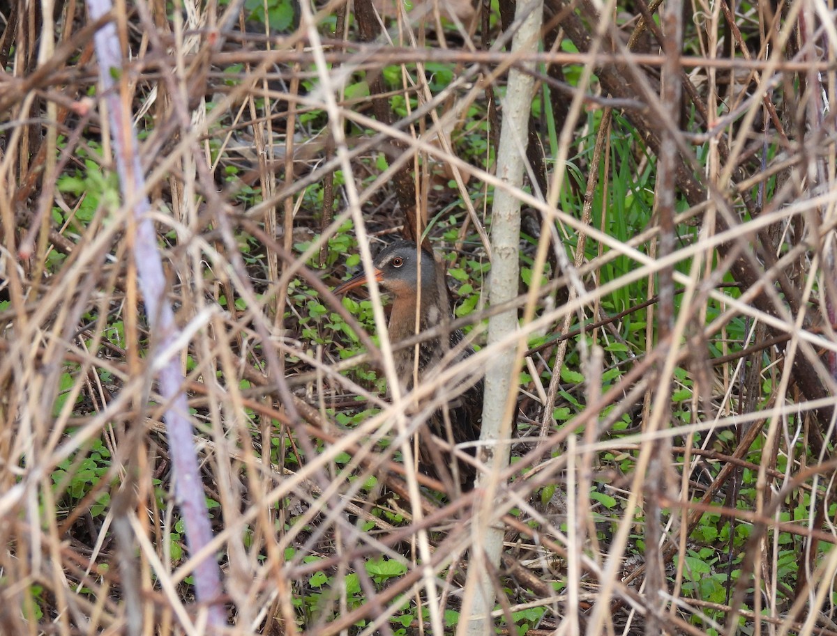 Virginia Rail - ML617421272