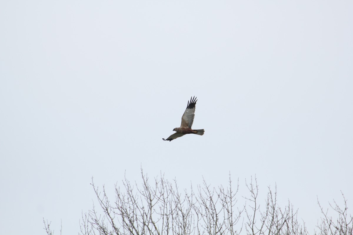 Western Marsh Harrier - Leon -