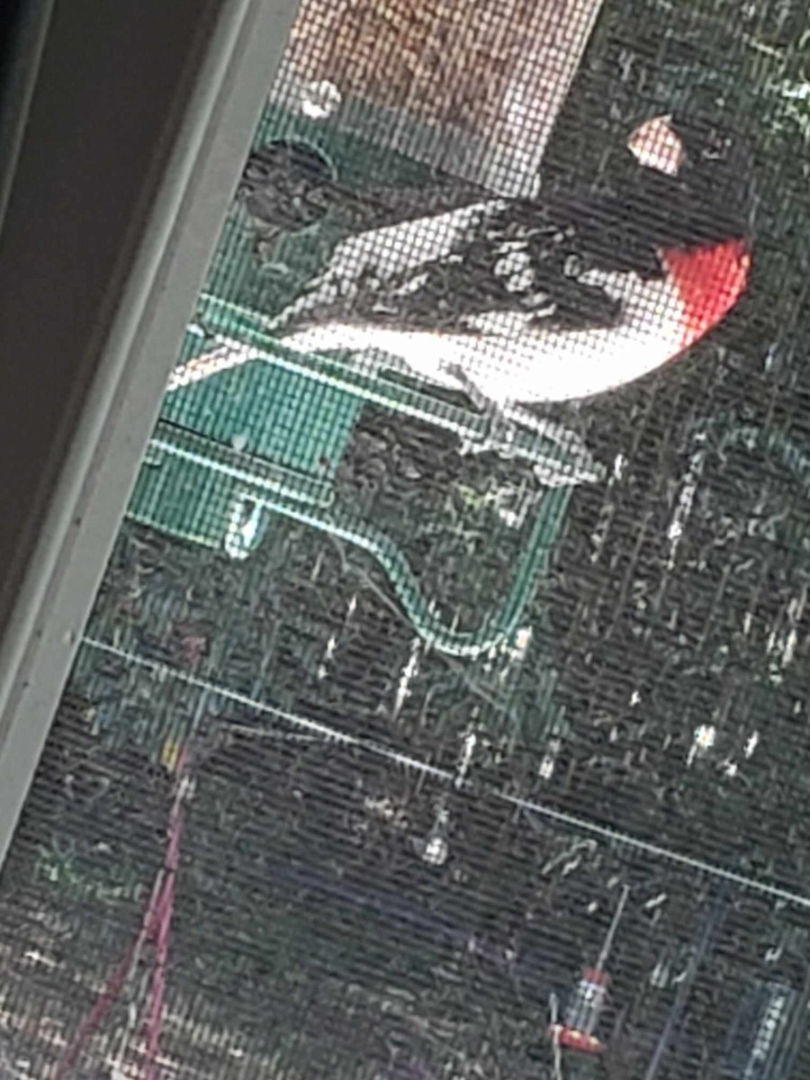 Rose-breasted Grosbeak - ML617421312