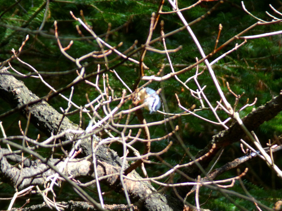 Red-breasted Nuthatch - ML617421324