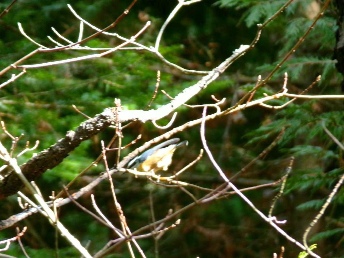 Red-breasted Nuthatch - ML617421325
