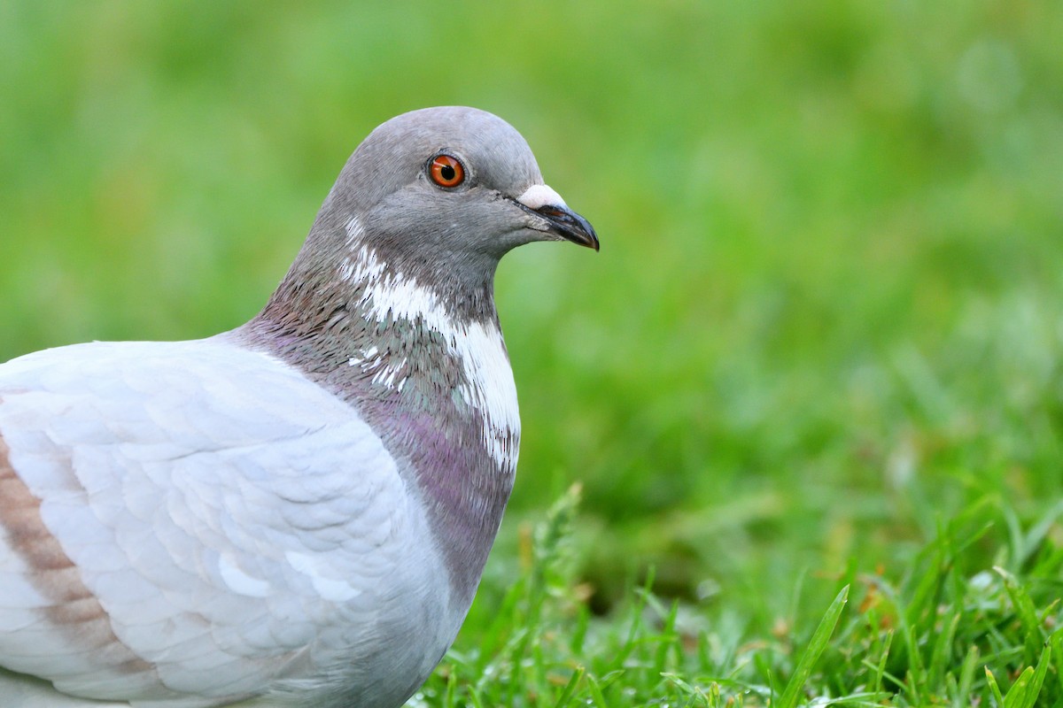 Rock Pigeon - Alejandro Gómez Vilches