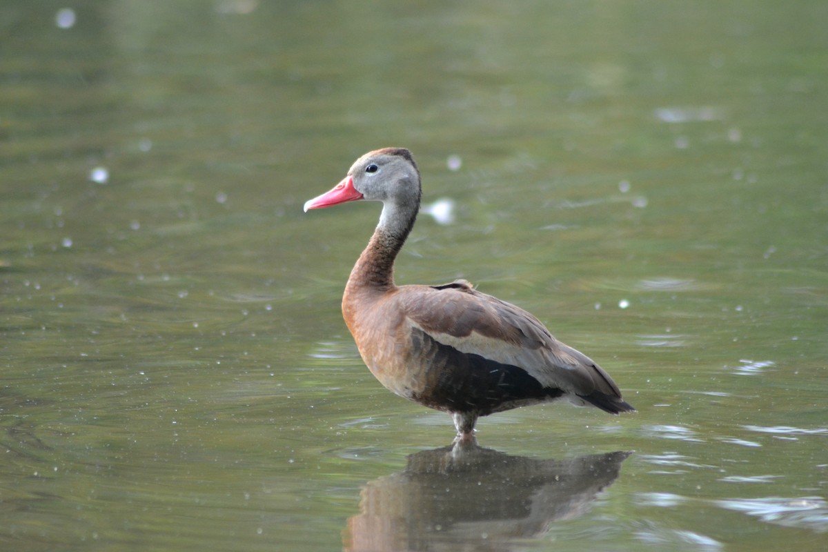 Dendrocygne à ventre noir - ML617421377