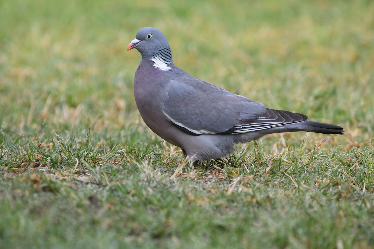 Common Wood-Pigeon - Alejandro Gómez Vilches