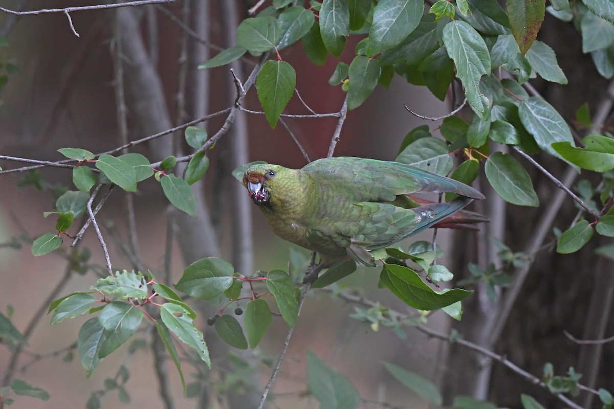 Austral Parakeet - ML617421399