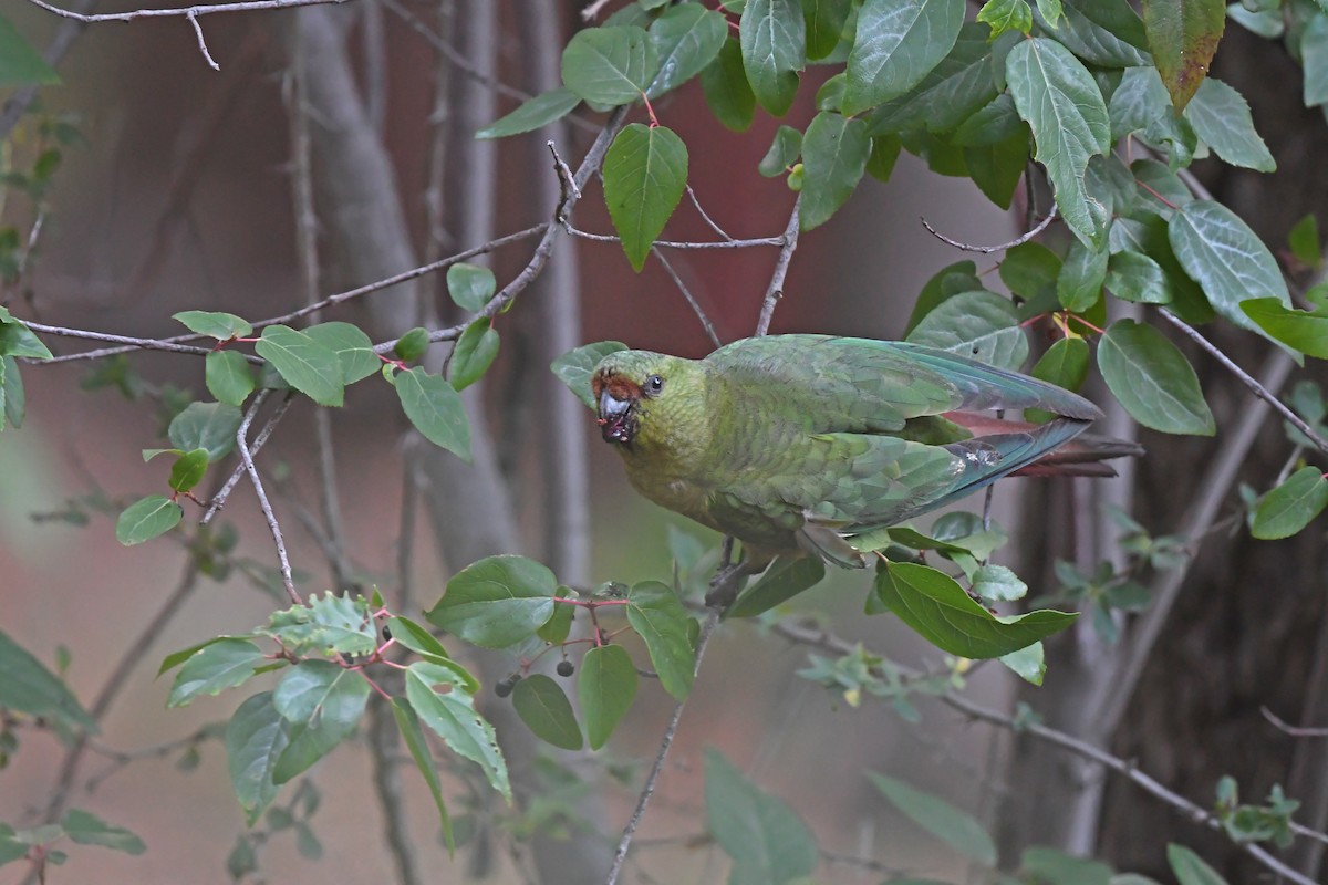 Austral Parakeet - ML617421400