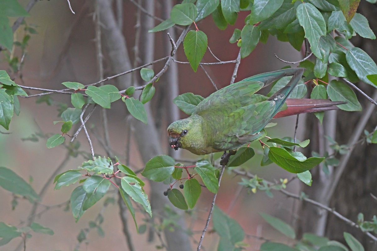 Austral Parakeet - ML617421401