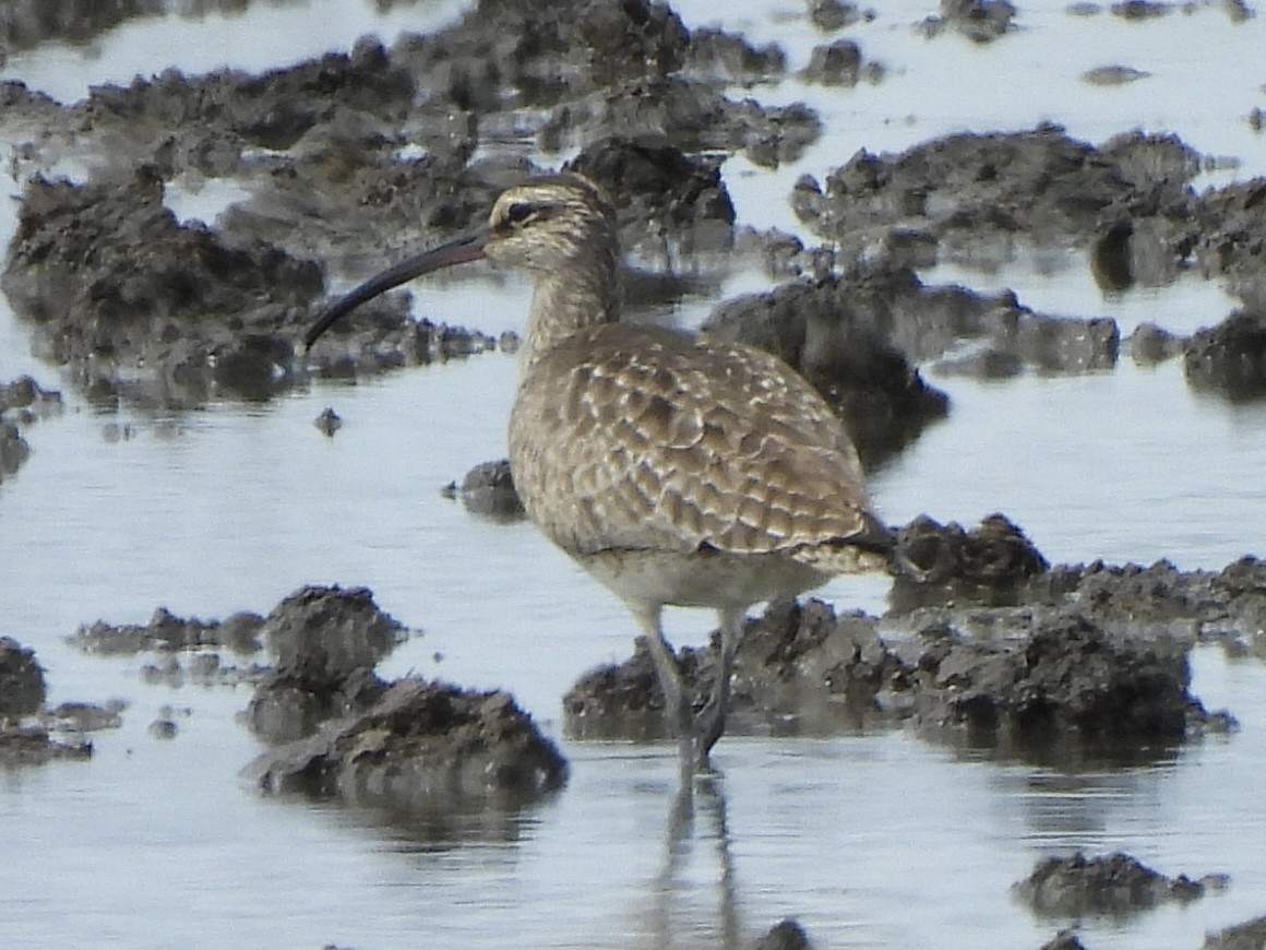 koliha malá (ssp. hudsonicus) - ML617421414