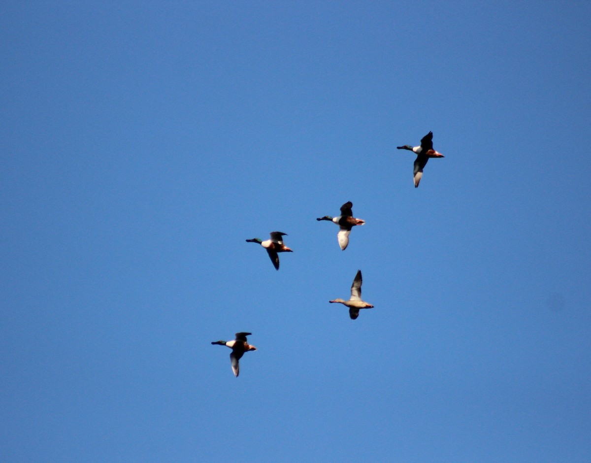 Northern Shoveler - ML617421420