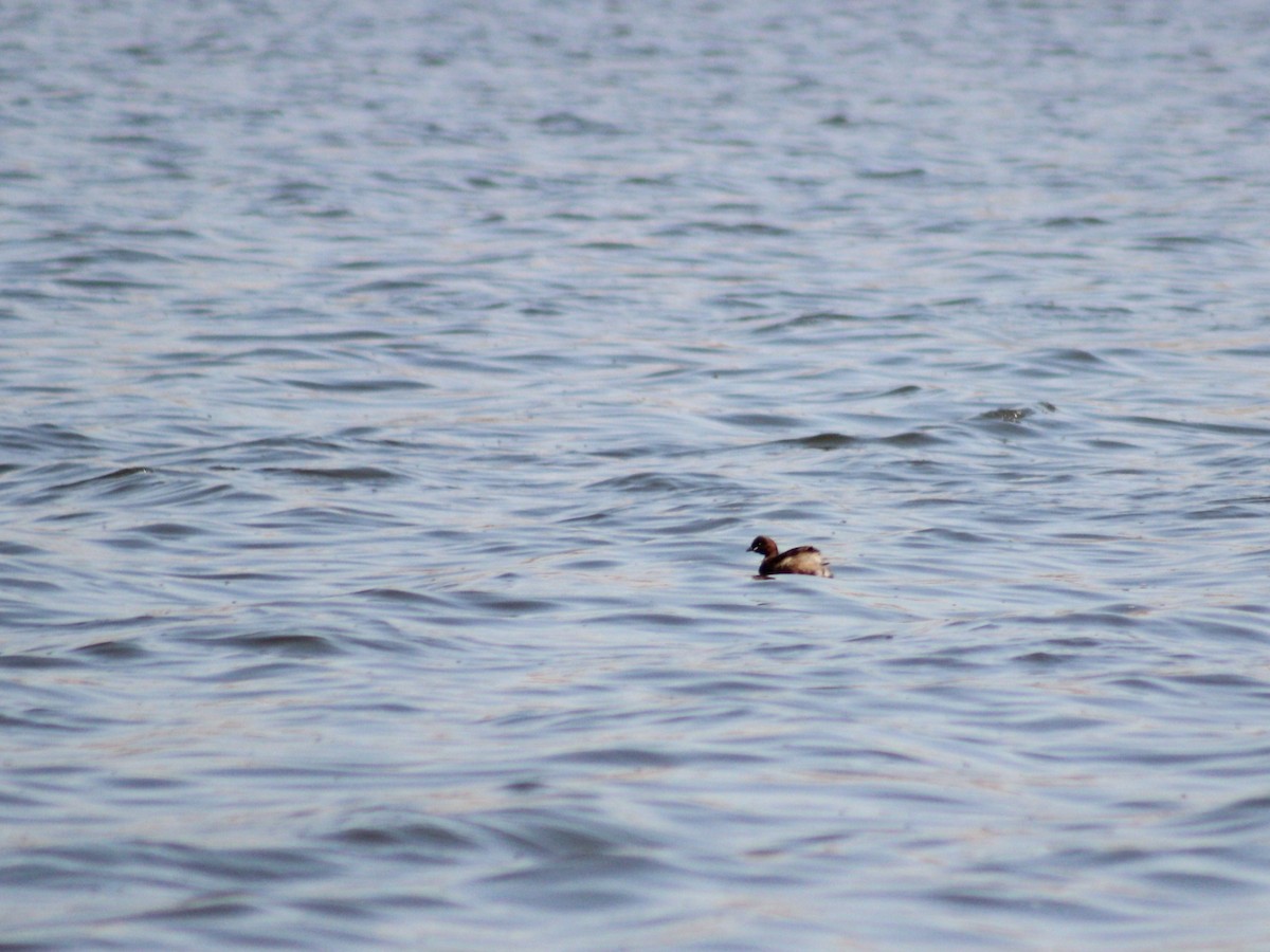 Little Grebe - ML617421434