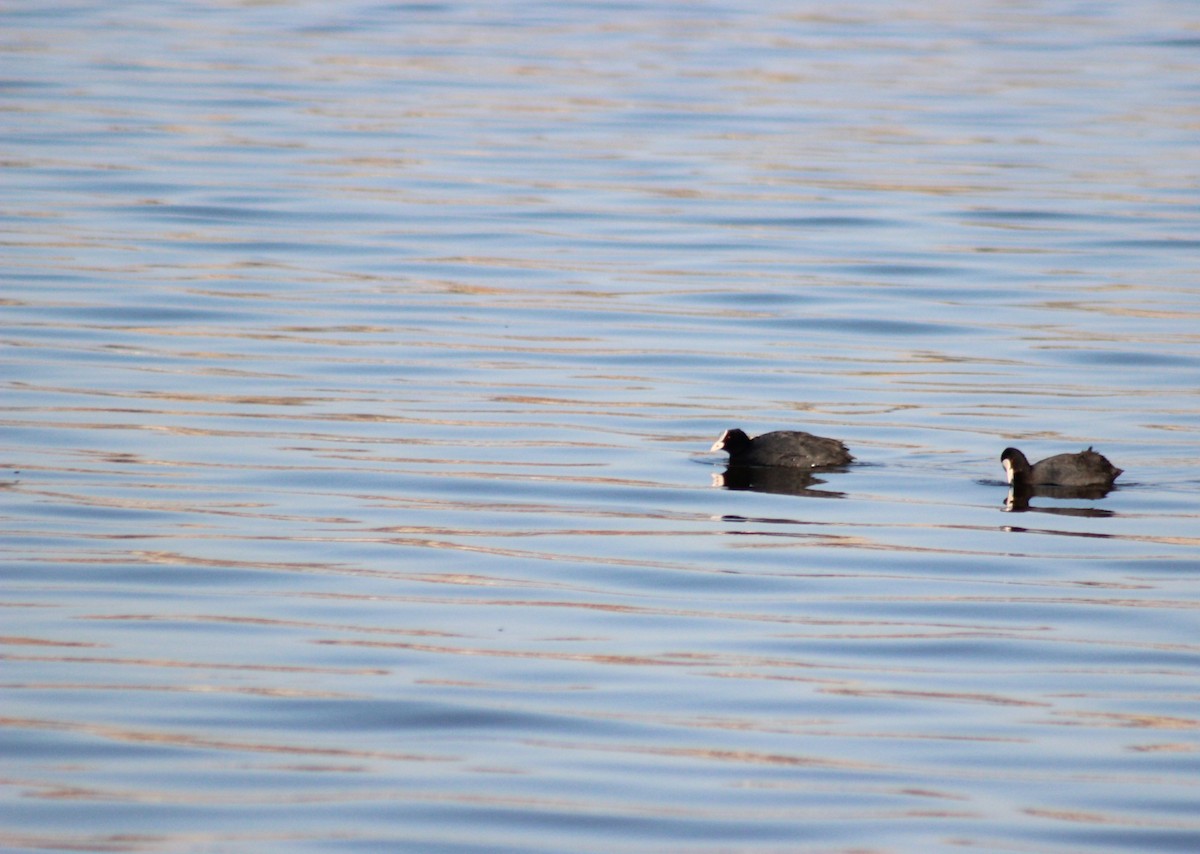 Eurasian Coot - ML617421442