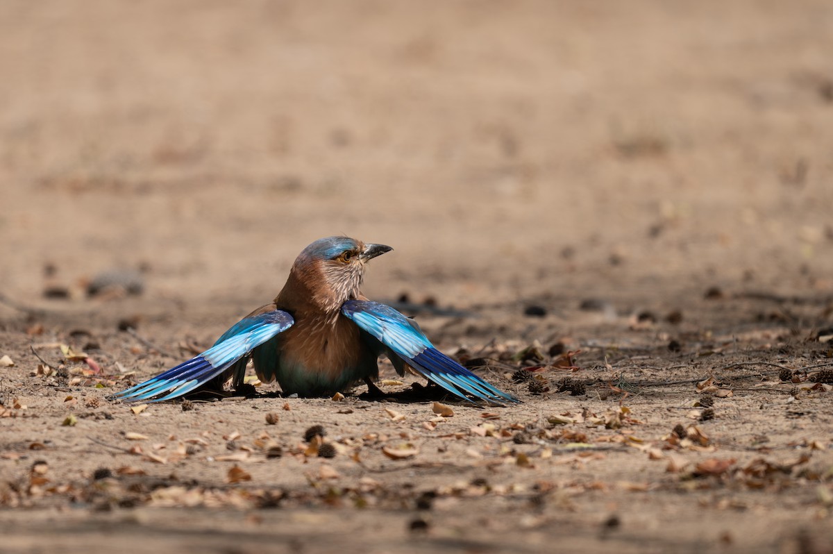 Indian Roller - Salma Al Suwaidi