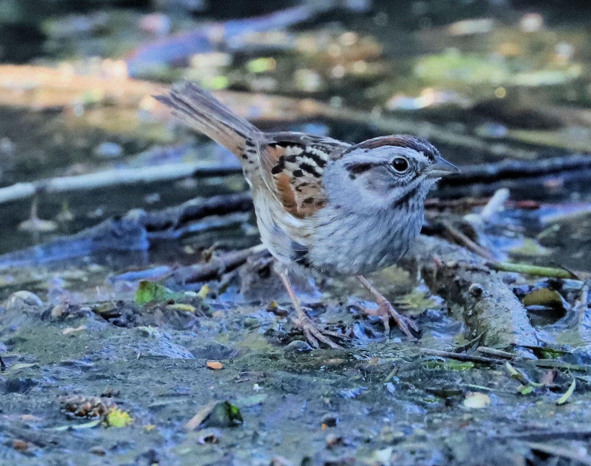 Swamp Sparrow - ML617421468