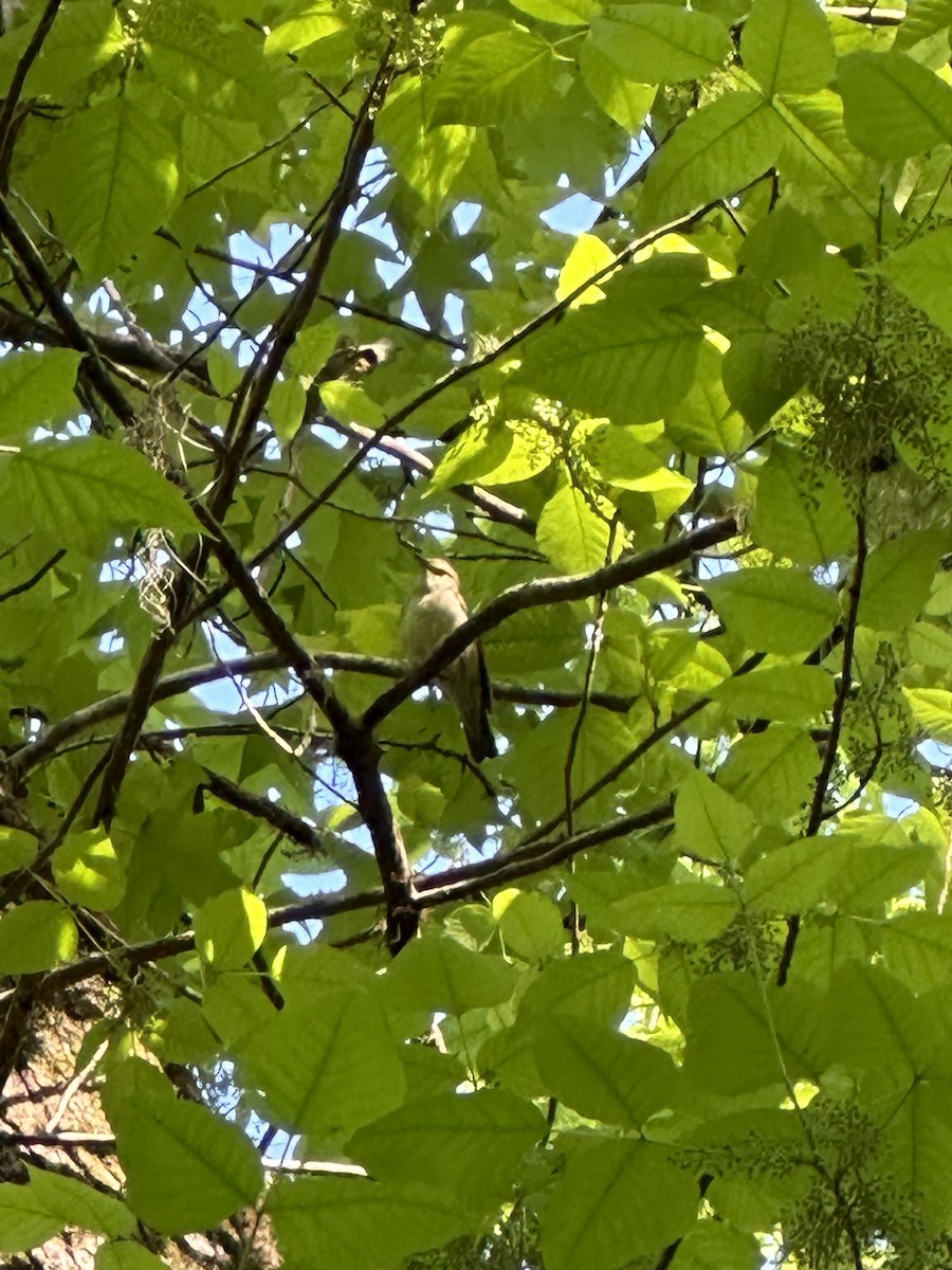 Swainson's Warbler - ML617421472