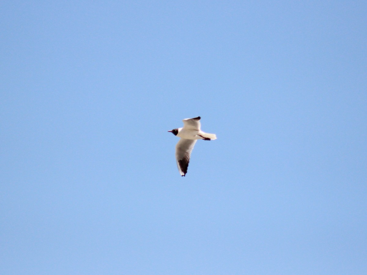 racek chechtavý - ML617421475