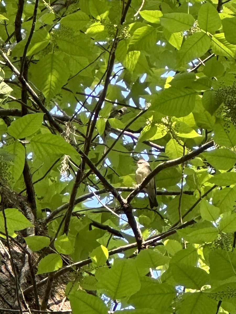 Swainson's Warbler - Cole Lundquist