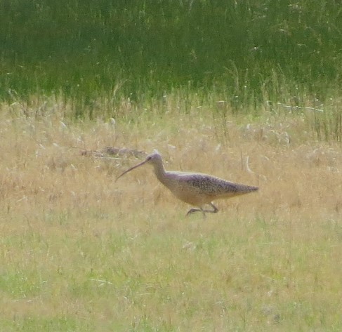 Long-billed Curlew - ML617421478